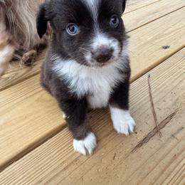 Red tri female - Red tri female Toy Australian Shepherd puppy in Griffin, Georgia from No Matter Farm