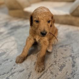 Libby - coral collar - Apricot female Goldendoodle puppy in Puyallup, Washington from Dawnie’s Doodles
