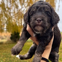 Waikiki - Brown and white female Bernedoodle puppy in Horseshoe Bend, Idaho from Over the Moon Poodles and Doodles