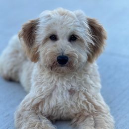Tucker - Goldendoodle
