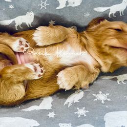 Dachshund Puppies from Pasek Kennels