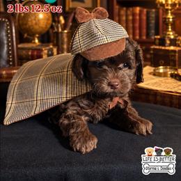 Red - Brown male Shihpoo puppy in Rockledge, Florida from Bellady's Shihpoos