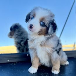 Gabbana - Blue merle female Miniature Australian Shepherd puppy in Dayton, Washington from Rafter 22 Aussies