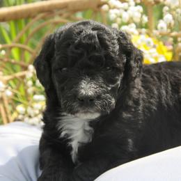 Australian Shepherd, Goldendoodle, and Poodle Puppies from 5AFarms