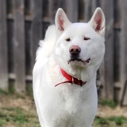 Akita All Grown Up from Loyally Akitas