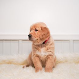 Golden Retriever, Miniature American Shepherd, and Siberian Husky Puppies from HuskiesAndGoldensWithFinesse
