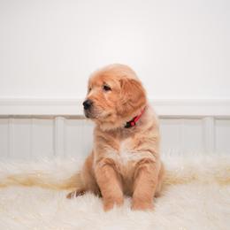 Golden Retriever, Miniature American Shepherd, and Siberian Husky Puppies from HuskiesAndGoldensWithFinesse