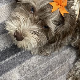 Bernedoodle, Cavapoo, Goldendoodle, Schnoodle, and Shihpoo All Grown Up from NC Doodle Puppies