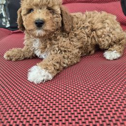 Welty - Red  male Poodle puppy in Fordland, Missouri from K&K's Puppy Kingdom