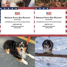 Zane - Toy Australian Shepherd