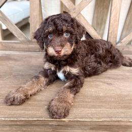 Creede - Brown and white male Aussiedoodle puppy in Allen, Texas from Calena’s Doodles