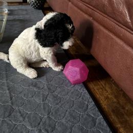 Bernedoodle and Double Doodle Puppies from ETX Dandy Doodle