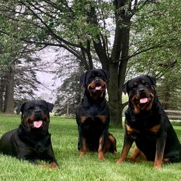 Rottweilers from Odyssey Rottweilers