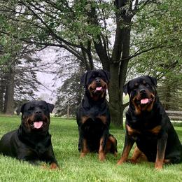 Rottweilers from Odyssey Rottweilers