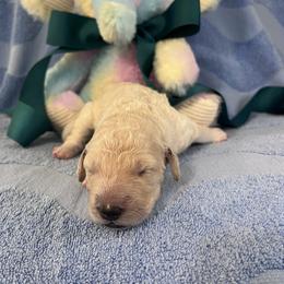 Ms. Teal - Cream female Goldendoodle puppy in Blue Springs, Missouri from Farmstead 51