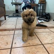 Bouvier des Flandres Puppies from Arlene Frantz