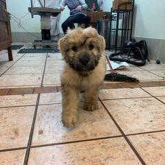 Bouvier des Flandres Puppies from Arlene Frantz