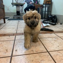Bouvier des Flandres Puppies from Arlene Frantz