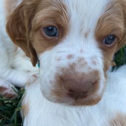 Brittany Puppies from Habig’s Brittany