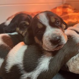 Red - Black tan and bluetick male Beagle puppy in Jasper, Texas from Beech Grove Beagles