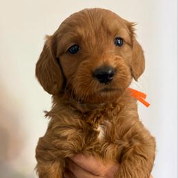 Bowser Jr. - Red  male Goldendoodle puppy in Dayton, Tennessee from MK Goldendoodles