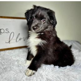 Australian Shepherd and Miniature Australian Shepherd Puppies from Integrity Aussies Tx