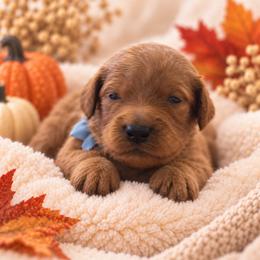 Light blue collar - Red male Irish Doodle puppy in Madison, Wisconsin from Morningside Doodles