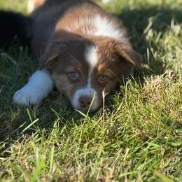 Whopper- rtm8 - Red tri-color male Australian Shepherd puppy in Chehalis, Washington from Wandering Acres Ranch
