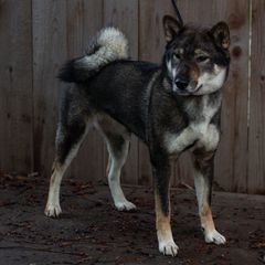 Suzu - Shikoku