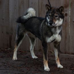 Suzu - Shikoku
