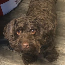 Bella - Cockapoo