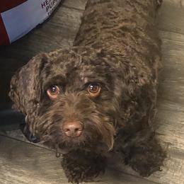 Bella - Cockapoo