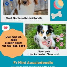 Aussiedoodle puppies from Drew’s Aussies & Doodles