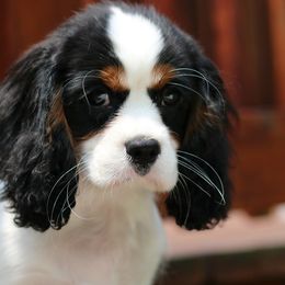 Cavalier King Charles Spaniel Puppies from Lockwood Cavaliers