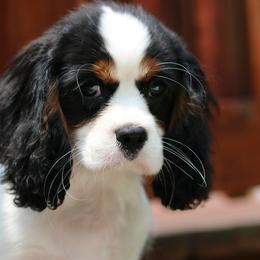 Cavalier King Charles Spaniel Puppies from Lockwood Cavaliers