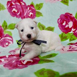 Ivan - White male Siberian Husky puppy in Lunenburg, Vermont from SNOW WOOLY HUSKY
