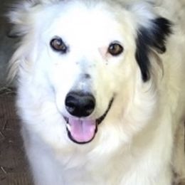Isla - Border Collie