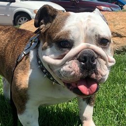 Katniss  - Bulldog