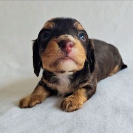 Augustus - Chocolate and tan male Dachshund puppy in Quitman, Mississippi from S-and-A Kennels