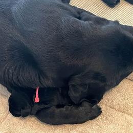 Labrador Retriever Puppies from ReiMur Labradors