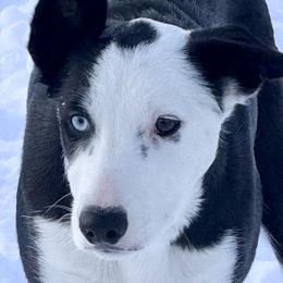 Border Collies from Henam Border Collies