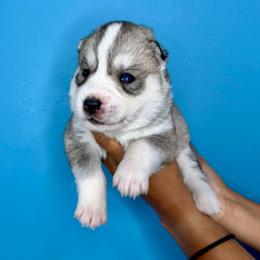 Laika - Sable and white female Siberian Husky puppy in Knoxville, Tennessee from The Siberian Empire