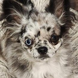 Mikey - Chihuahua
