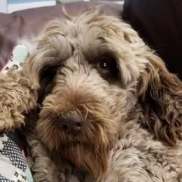 Ruth - Labradoodle