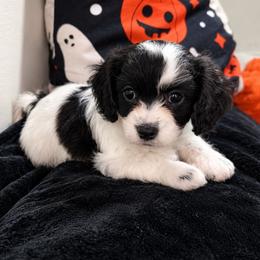 Green- Maple - female Cavapoochon puppy in Kountze, Texas from CaviCajun Kennels