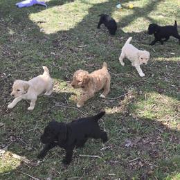 Poodle Puppies from Windy Oak Kennels