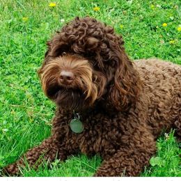 Dove - Australian Labradoodle
