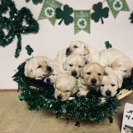 Labrador Retriever Puppies from Mason Dixon Labradors