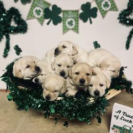 Labrador Retriever Puppies from Mason Dixon Labradors