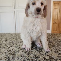 Goldendoodle and Poodle Puppies from Pruitt Family Kennels